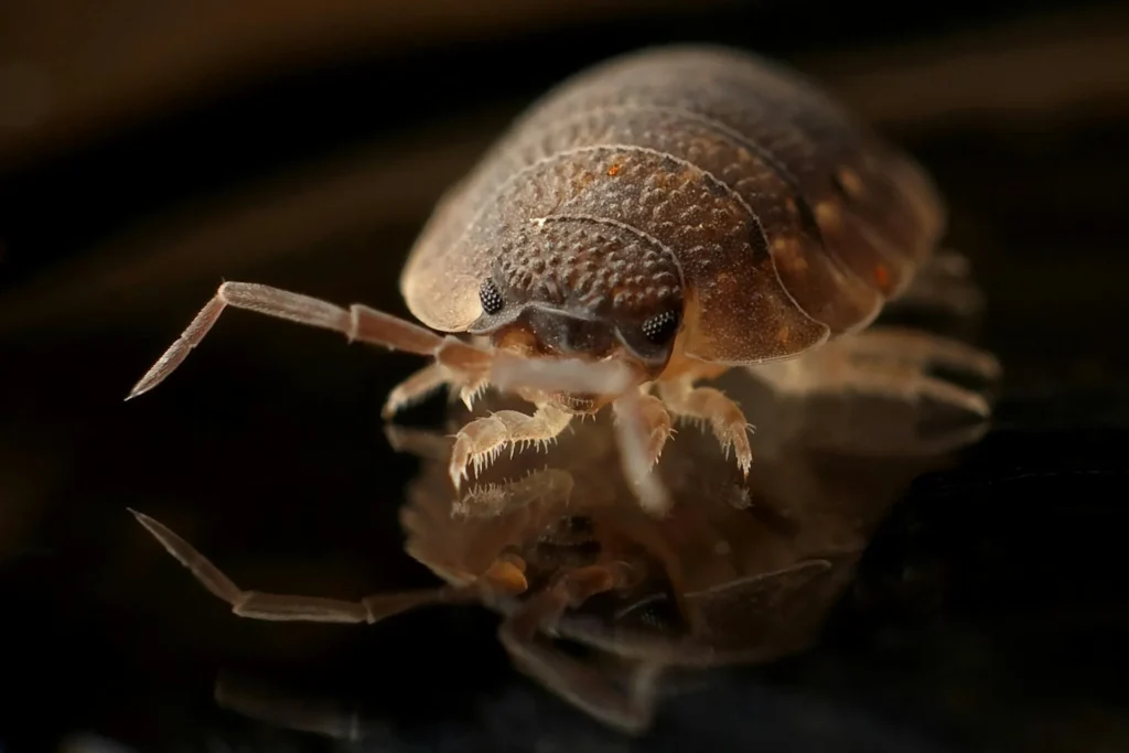 Bed-Bug-Treatment - Hamburg Pest Control Pros | Hamburg, NY | 716-442-8002